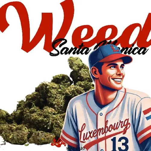 Weed Santa Monica 80/20