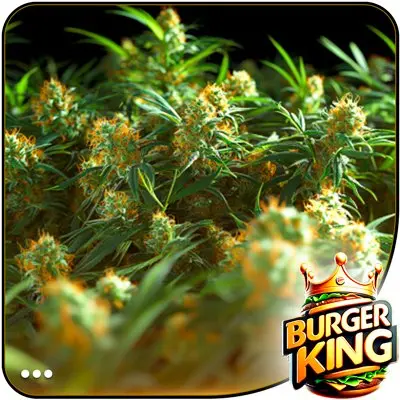 Critical Kush
