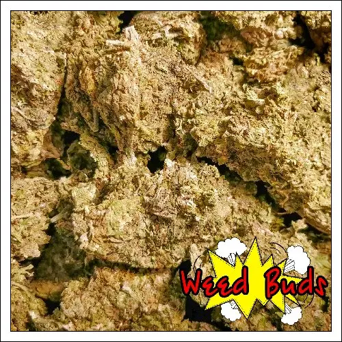 Шишки "Amnesia Haze"