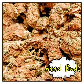 Шишки "White Widow" 